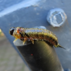 Pergidae sp. (family) (Unidentified Sawfly) at Kambah, ACT - 17 Apr 2023 by MatthewFrawley