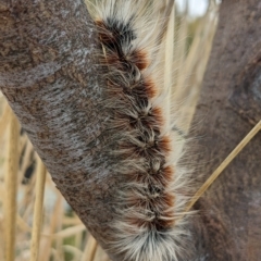 Anthela varia (Hairy Mary) at Cooleman Ridge - 16 Apr 2023 by HelenCross