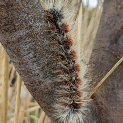 Anthela varia (Hairy Mary) at Cooleman Ridge - 16 Apr 2023 by HelenCross