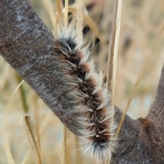 Anthela varia at Kambah, ACT - 17 Apr 2023 08:54 AM