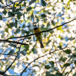 Pachycephala pectoralis at Holt, ACT - 28 Apr 2019