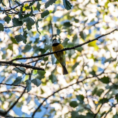 Pachycephala pectoralis (Golden Whistler) at Holt, ACT - 28 Apr 2019 by Untidy