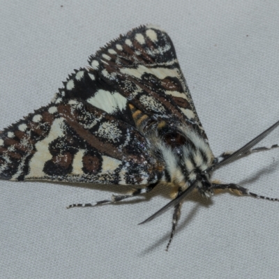 Apina callisto (Pasture Day Moth) at Scullin, ACT - 16 Apr 2023 by AlisonMilton
