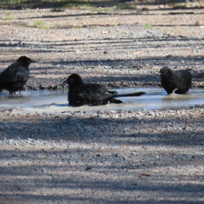 Corcorax melanorhamphos (White-winged Chough) at Mount Taylor - 17 Apr 2023 by MatthewFrawley