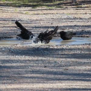 Corcorax melanorhamphos at Chifley, ACT - 17 Apr 2023