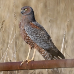 Circus assimilis (Spotted Harrier) at Coombs, ACT - 17 Apr 2023 by JohnHurrell