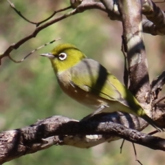 Zosterops lateralis (Silvereye) at Mount Taylor - 17 Apr 2023 by MatthewFrawley