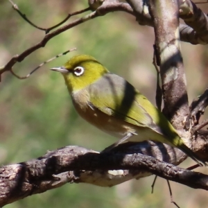 Zosterops lateralis at Narrabundah, ACT - 17 Apr 2023