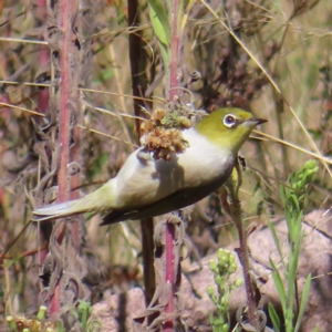 Zosterops lateralis at Narrabundah, ACT - 17 Apr 2023