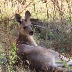 Macropus giganteus (Eastern Grey Kangaroo) at Narrabundah, ACT - 17 Apr 2023 by MatthewFrawley
