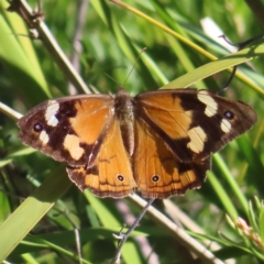 Heteronympha merope (Common Brown Butterfly) at Narrabundah, ACT - 17 Apr 2023 by MatthewFrawley