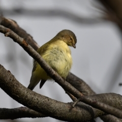 Smicrornis brevirostris (Weebill) at Higgins Woodland - 11 Jun 2020 by Untidy