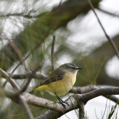 Acanthiza chrysorrhoa (Yellow-rumped Thornbill) at Higgins Woodland - 11 Jun 2020 by Untidy