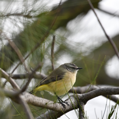 Acanthiza chrysorrhoa (Yellow-rumped Thornbill) at Higgins, ACT - 11 Jun 2020 by Untidy