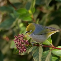 Zosterops lateralis (Silvereye) at Higgins, ACT - 17 Jul 2020 by Untidy