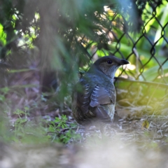 Ptilonorhynchus violaceus (Satin Bowerbird) at Higgins, ACT - 20 Jul 2020 by Untidy