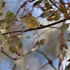 Acanthiza lineata (Striated Thornbill) at Macgregor, ACT - 28 Jul 2020 by Untidy