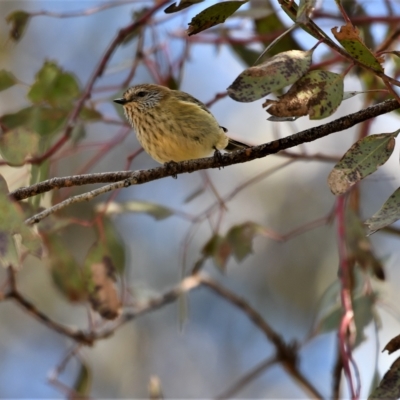 Acanthiza lineata (Striated Thornbill) at Umbagong District Park - 28 Jul 2020 by Untidy