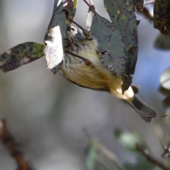 Acanthiza lineata at Macgregor, ACT - 28 Jul 2020