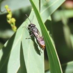 Crabronidae (family) (Sand wasp) at Jerrabomberra Wetlands - 17 Apr 2023 by RodDeb