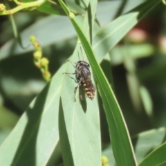 Crabronidae (family) at Fyshwick, ACT - 17 Apr 2023 01:03 PM