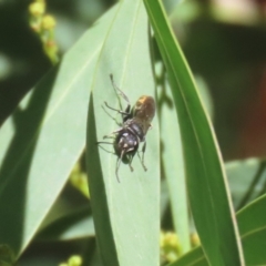 Crabronidae (family) at Fyshwick, ACT - 17 Apr 2023