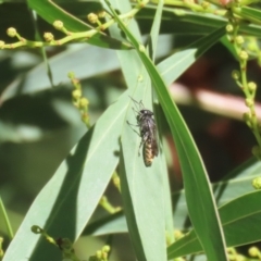 Crabronidae (family) at Fyshwick, ACT - 17 Apr 2023 01:03 PM