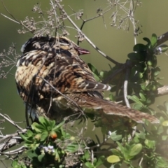 Eudynamys orientalis at Fyshwick, ACT - 17 Apr 2023