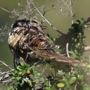 Eudynamys orientalis at Fyshwick, ACT - 17 Apr 2023