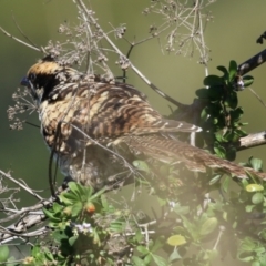 Eudynamys orientalis at Fyshwick, ACT - 17 Apr 2023