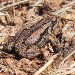 Crinia signifera at Fyshwick, ACT - 17 Apr 2023