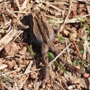 Crinia signifera at Fyshwick, ACT - 17 Apr 2023 11:43 AM