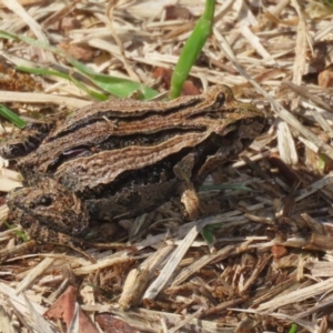 Crinia signifera at Fyshwick, ACT - 17 Apr 2023