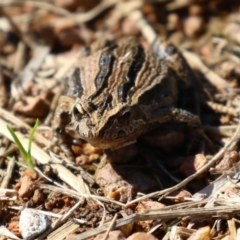 Crinia signifera at Fyshwick, ACT - 17 Apr 2023