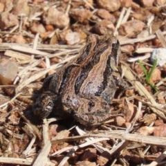 Crinia signifera at Fyshwick, ACT - 17 Apr 2023