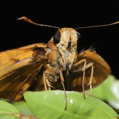 Unidentified Skipper (Hesperiidae) at Wellington Point, QLD - 17 Apr 2023 by TimL