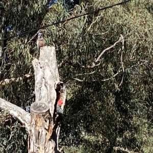 Callocephalon fimbriatum at Curtin, ACT - 17 Apr 2023