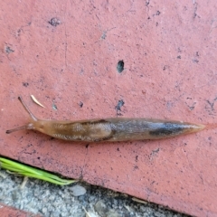 Ambigolimax sp. (valentius and waterstoni) (Striped Field Slug) at Birdwood, SA - 18 Apr 2023 by trevorpreston