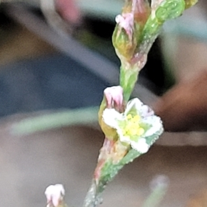 Polygonum arenastrum at Birdwood, SA - 18 Apr 2023 07:10 AM