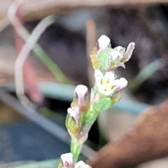 Polygonum arenastrum at Birdwood, SA - 18 Apr 2023 07:10 AM