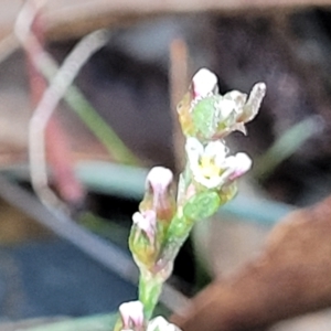 Polygonum arenastrum at Birdwood, SA - 18 Apr 2023 07:10 AM