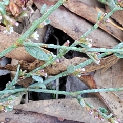 Polygonum arenastrum at Birdwood, SA - 18 Apr 2023 07:10 AM