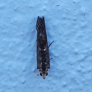 Phycitinae (subfamily) at Birdwood, SA - 18 Apr 2023 07:20 AM