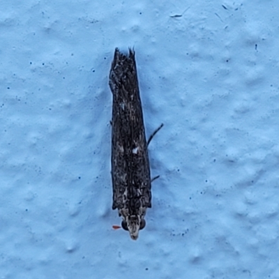 Unidentified Concealer moth (Oecophoridae) at Birdwood, SA - 17 Apr 2023 by trevorpreston