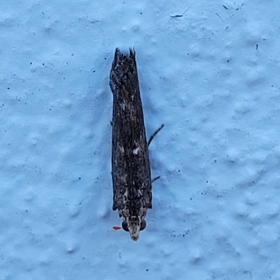 Oecophoridae (family) at Birdwood, SA - 17 Apr 2023 by trevorpreston