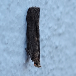 Phycitinae (subfamily) at Birdwood, SA - 18 Apr 2023 07:20 AM