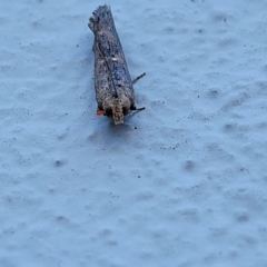 Phycitinae (subfamily) at Birdwood, SA - 18 Apr 2023 07:20 AM