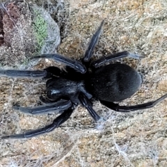 Badumna insignis (Black House Spider) at Birdwood, SA - 17 Apr 2023 by trevorpreston