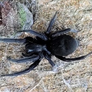 Badumna insignis at Birdwood, SA - 18 Apr 2023 07:08 AM