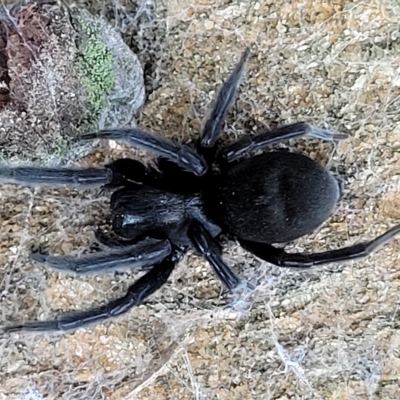 Badumna insignis (Black House Spider) at Birdwood, SA - 17 Apr 2023 by trevorpreston